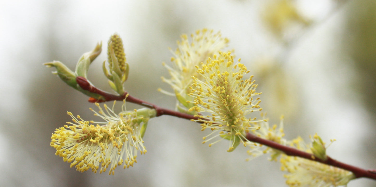 Salix discolor / Pussy Willow