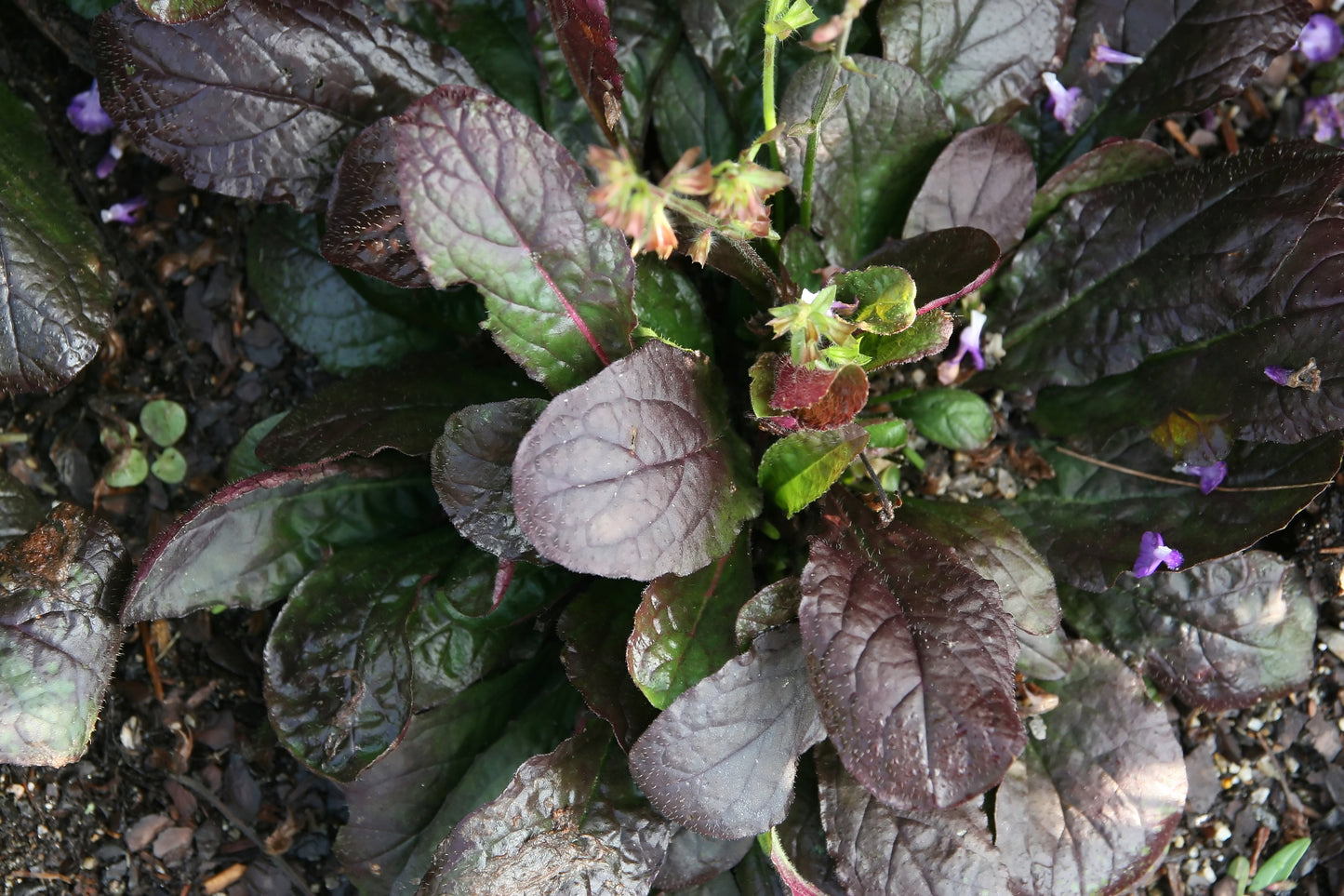 Salvia lyrata / Lyreleaf Sage 'Purple Knockout'