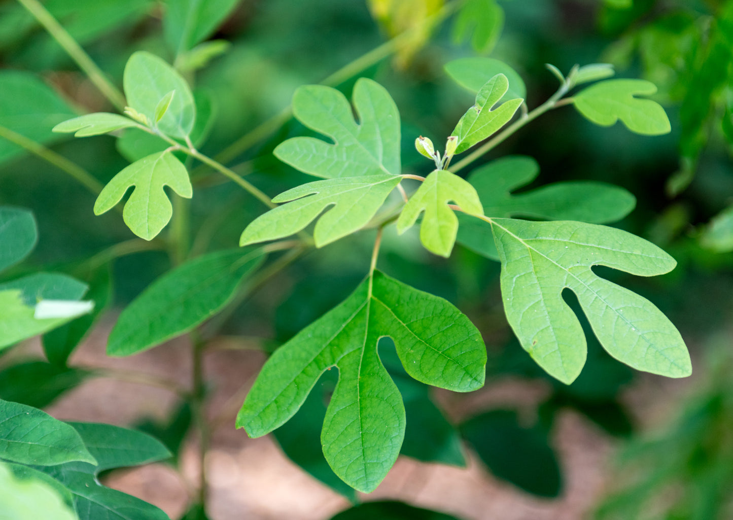 Sassafras albidum / Sassafras