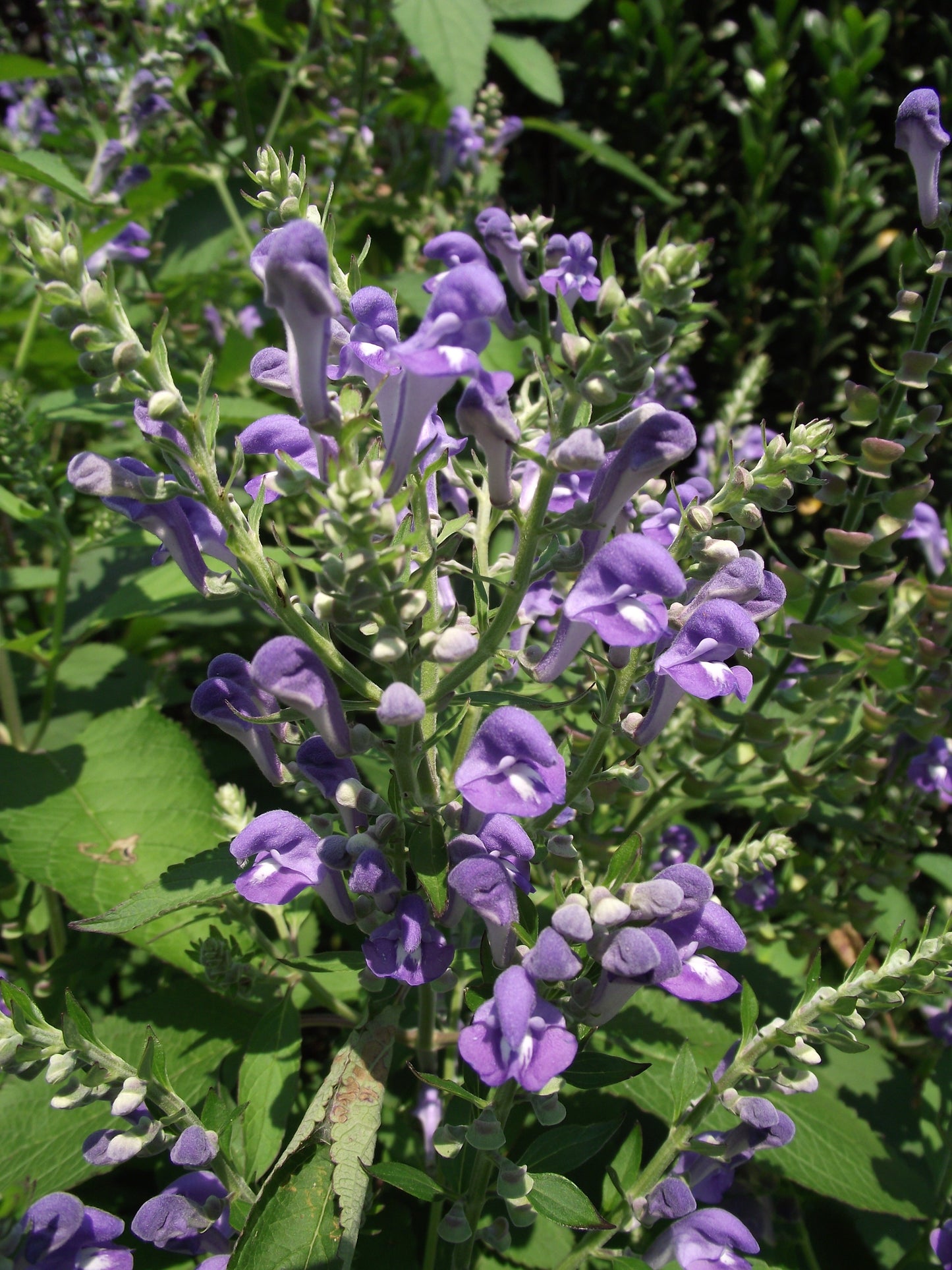 Scutellaria lateriflora / Skullcap