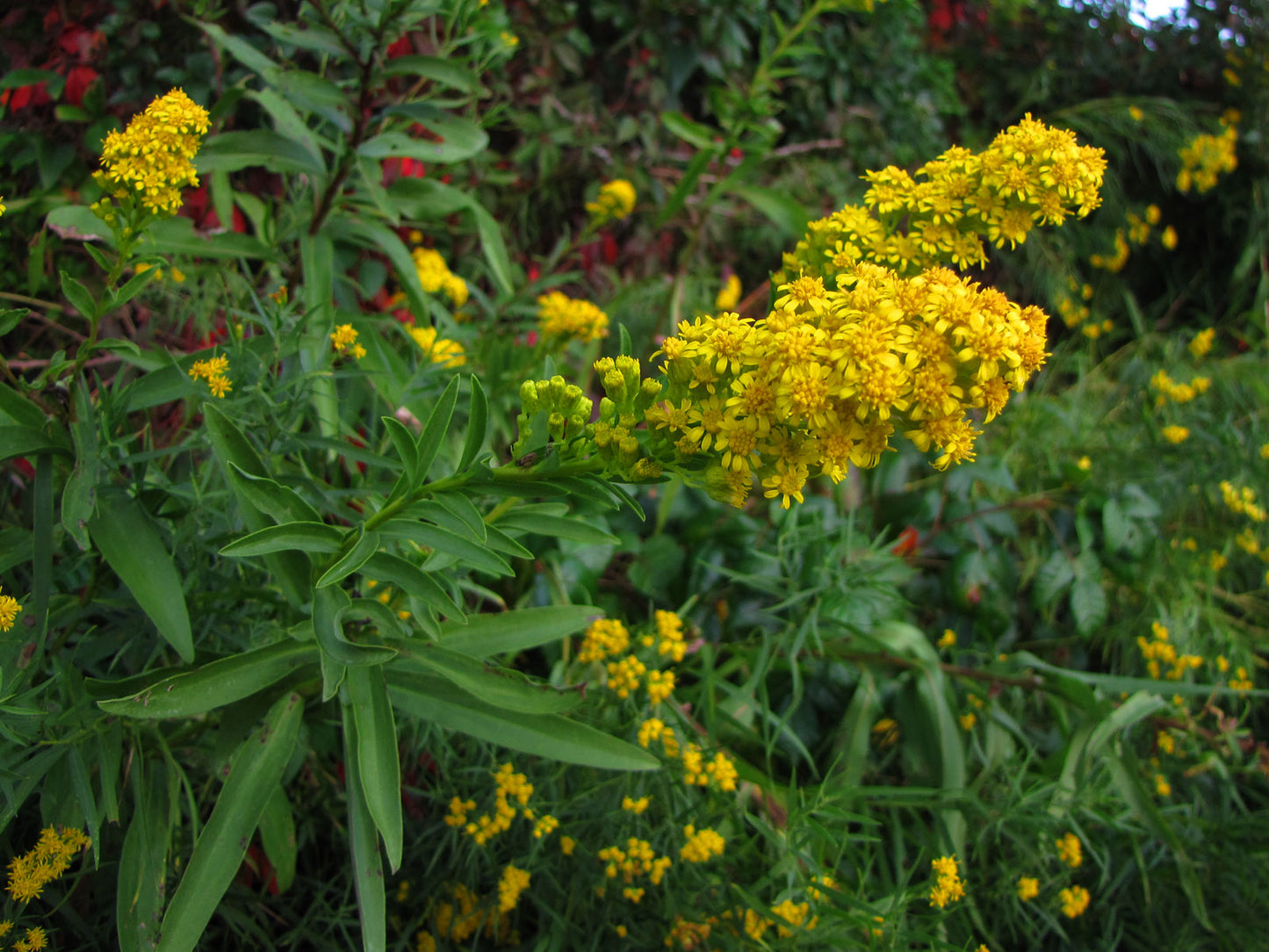 Solidago sempervirens / Seaside Goldenrod