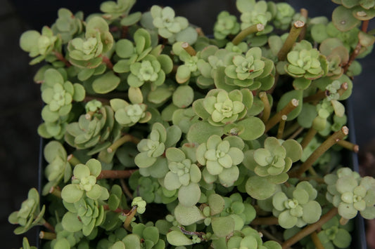 Sedum ternatum 'Larinum Park' / Woodland Stonecrop
