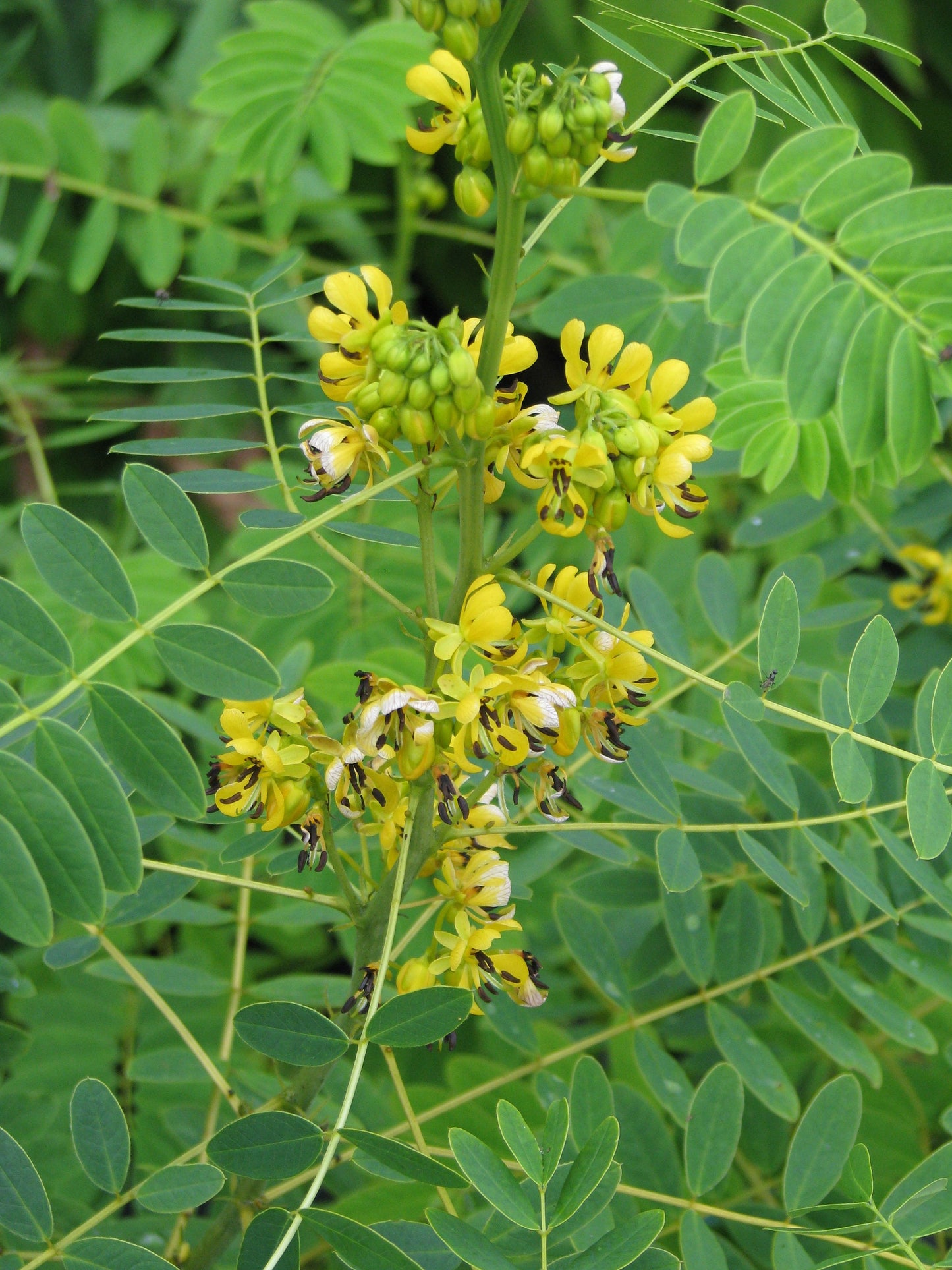 Senna hebecarpa / Wild Senna