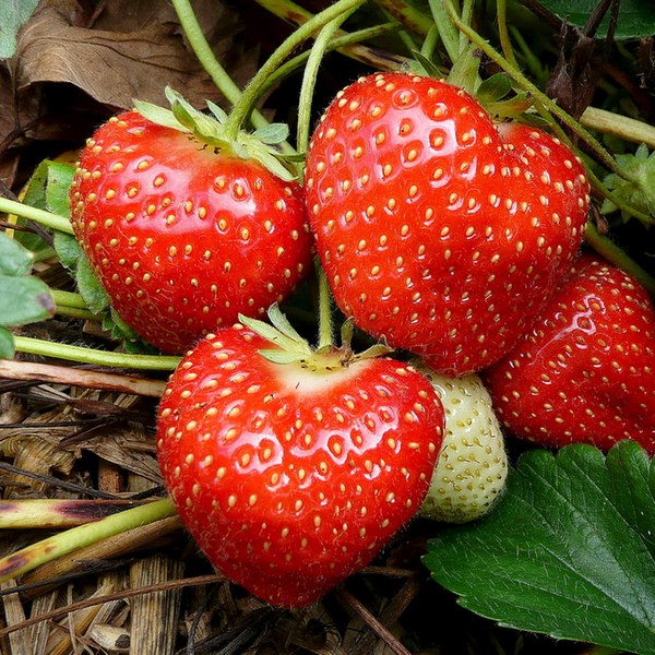 Fragaria spp. /  'Earliglow' June-bearing Strawberry