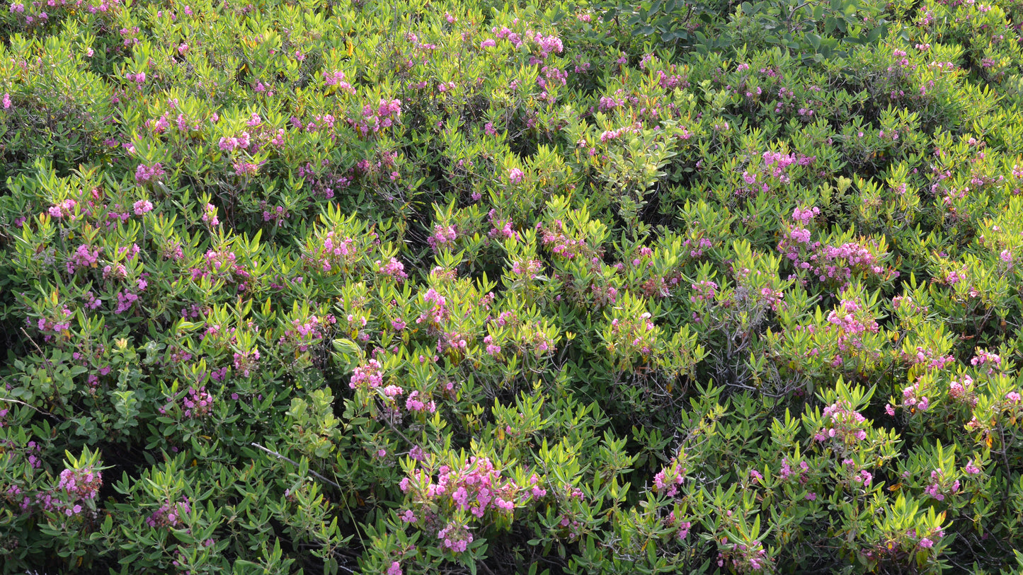Kalmia angustifolia / Sheep Laurel