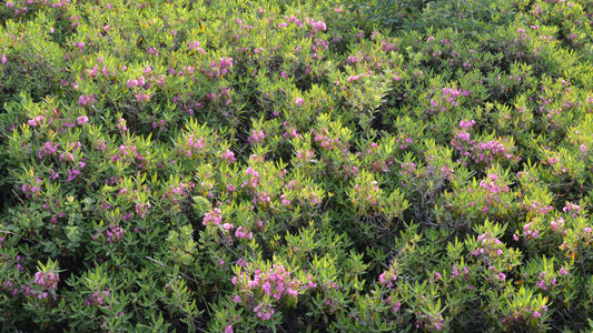 Kalmia angustifolia / Sheep Laurel