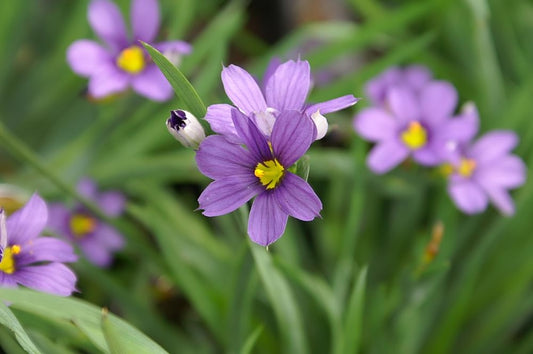 Sisyrinchium angustifolium 'Lucerne' / Blue Eyed Grass