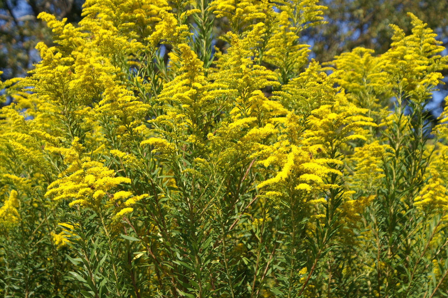 Solidago canadensis / Canada Goldenrod