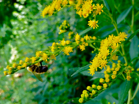 Solidago juncea / Early goldenrod