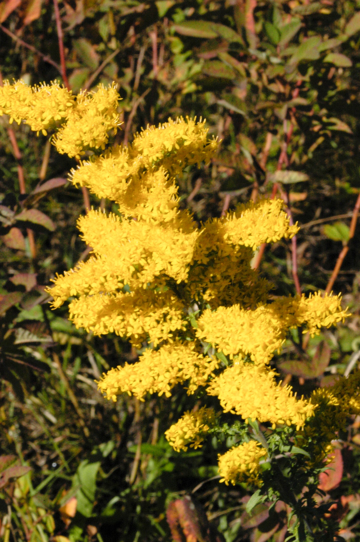Solidago nemoralis / Gray Goldenrod