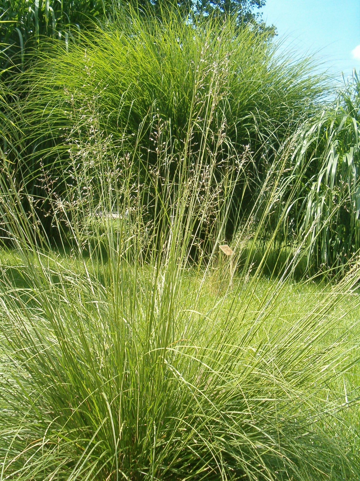 Sporobolus heterolepis / Prairie Dropseed