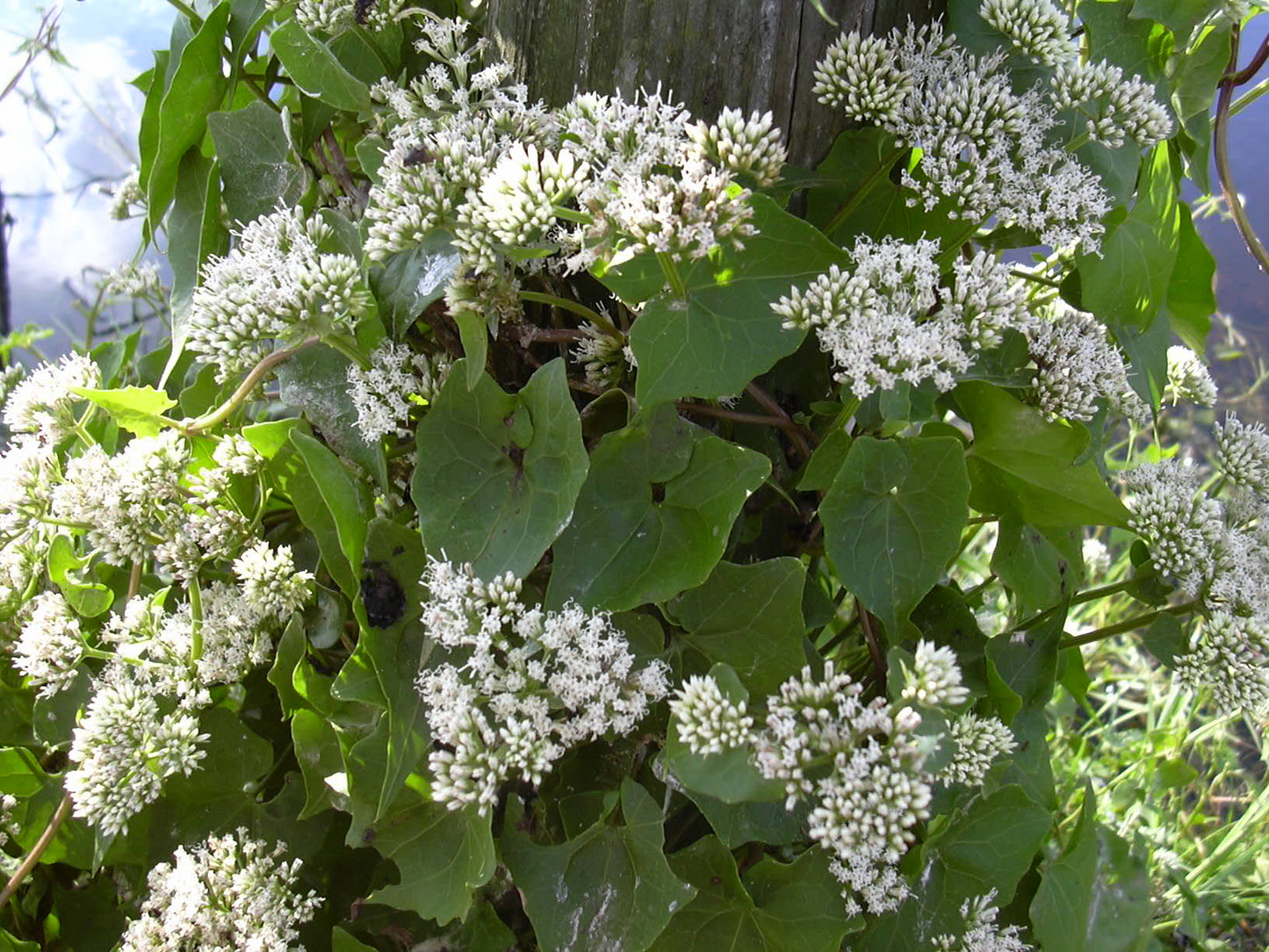 Mikania scandens / Climbing Hempvine