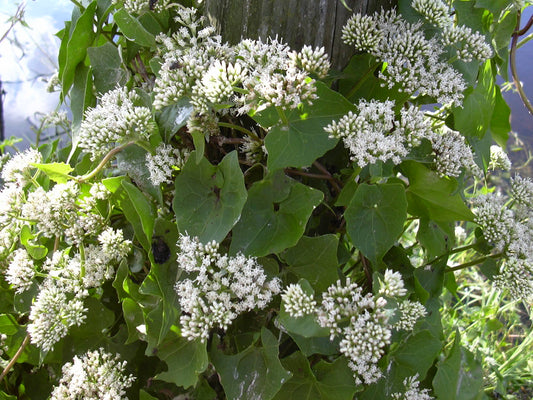 Mikania scandens / Climbing Hempvine