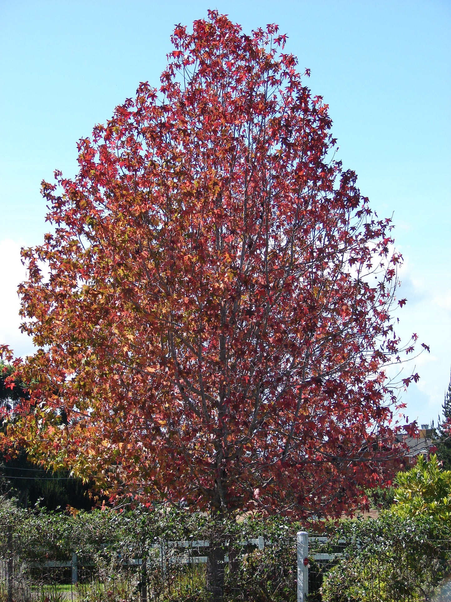 Liquidambar styraciflua / Sweetgum