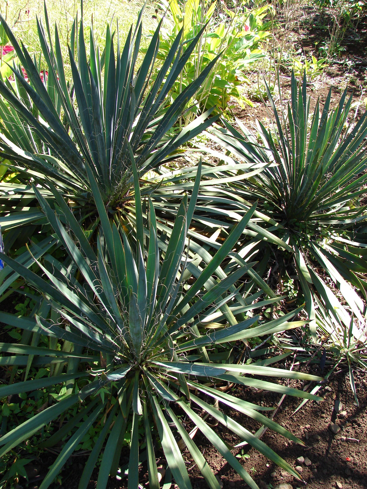 Yucca filamentosa / Adam's Needle