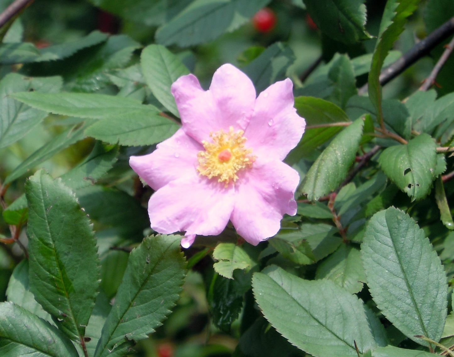 Rosa palustris / Swamp Rose