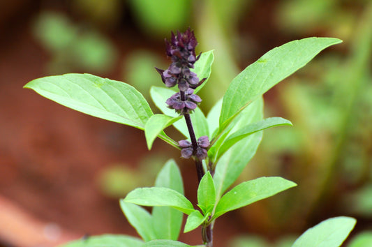 Thai Basil