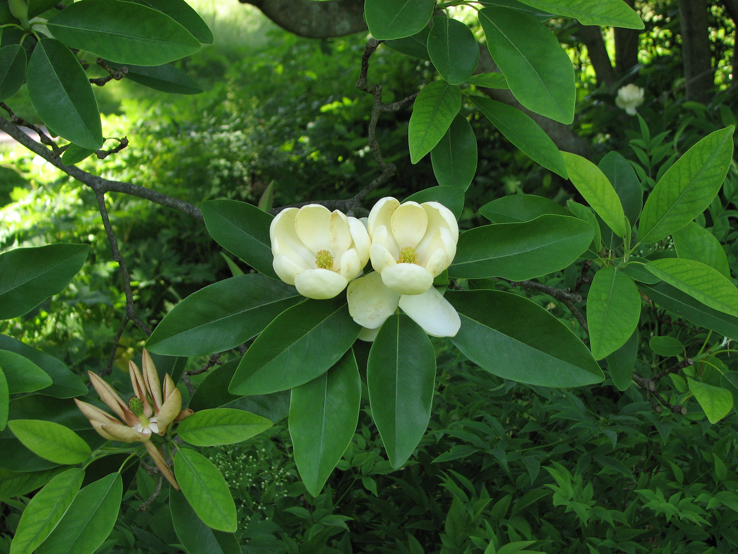 Magnolia virginiana / Sweetbay Magnolia