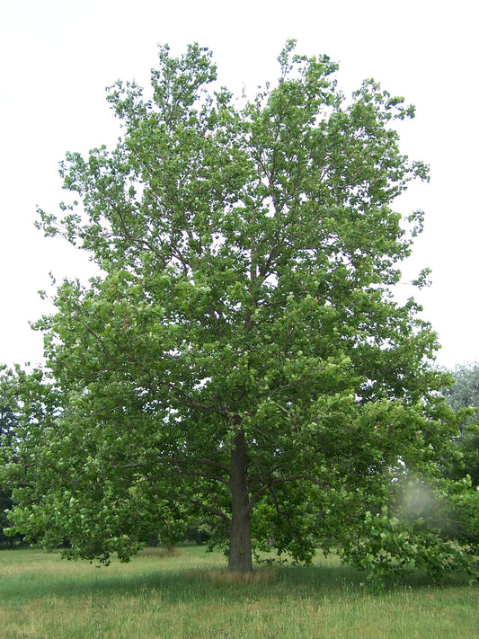 Platanus occidentalis / American Sycamore