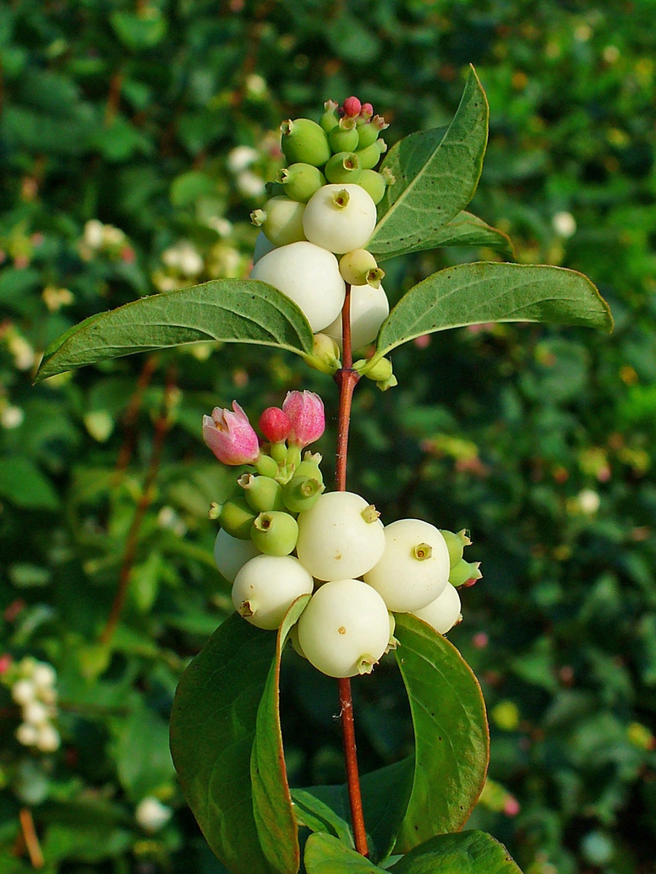 Symphoricarpos albus / White Snowberry