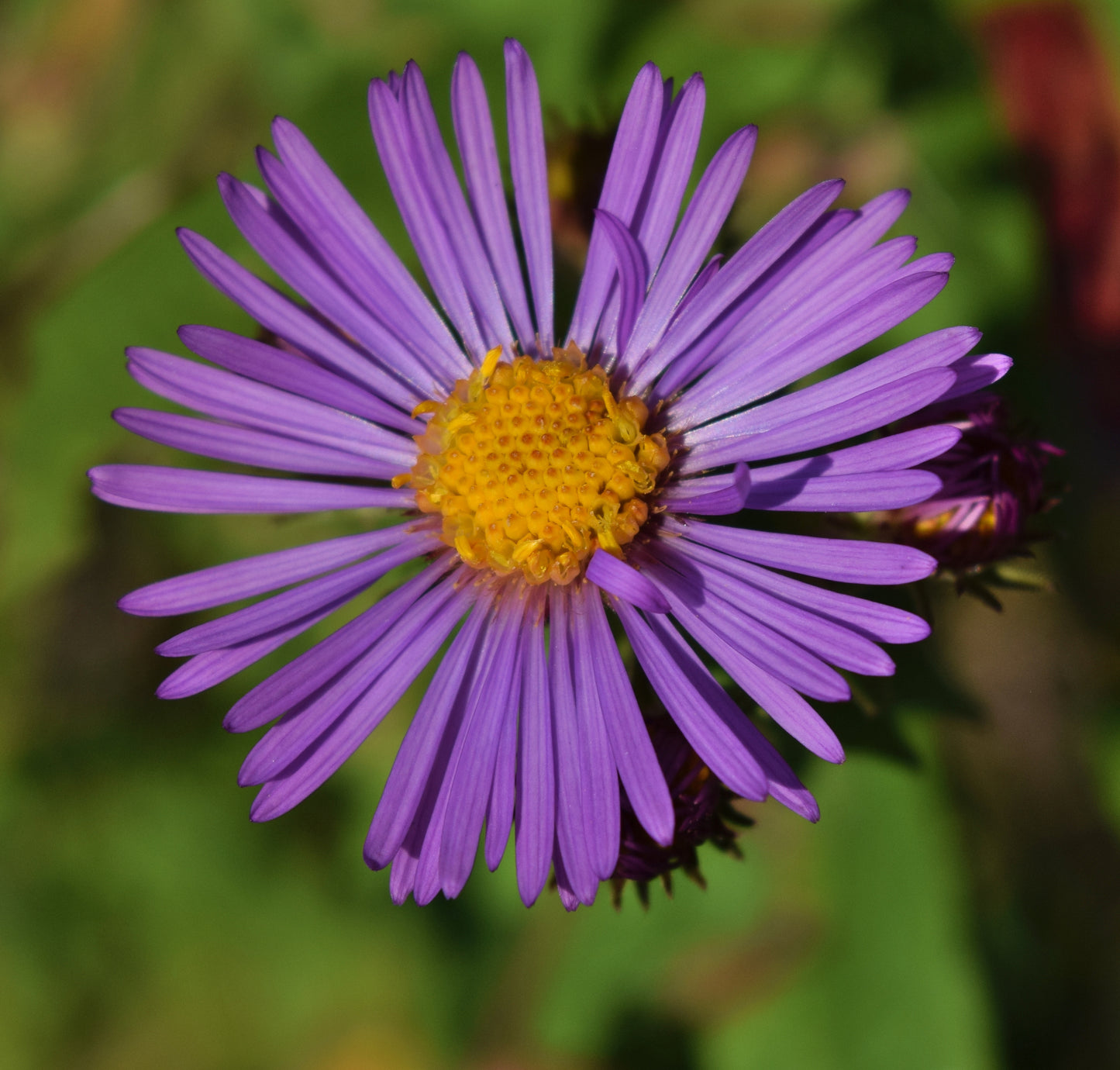 Symphyotrichum novae-angliae / New England Aster