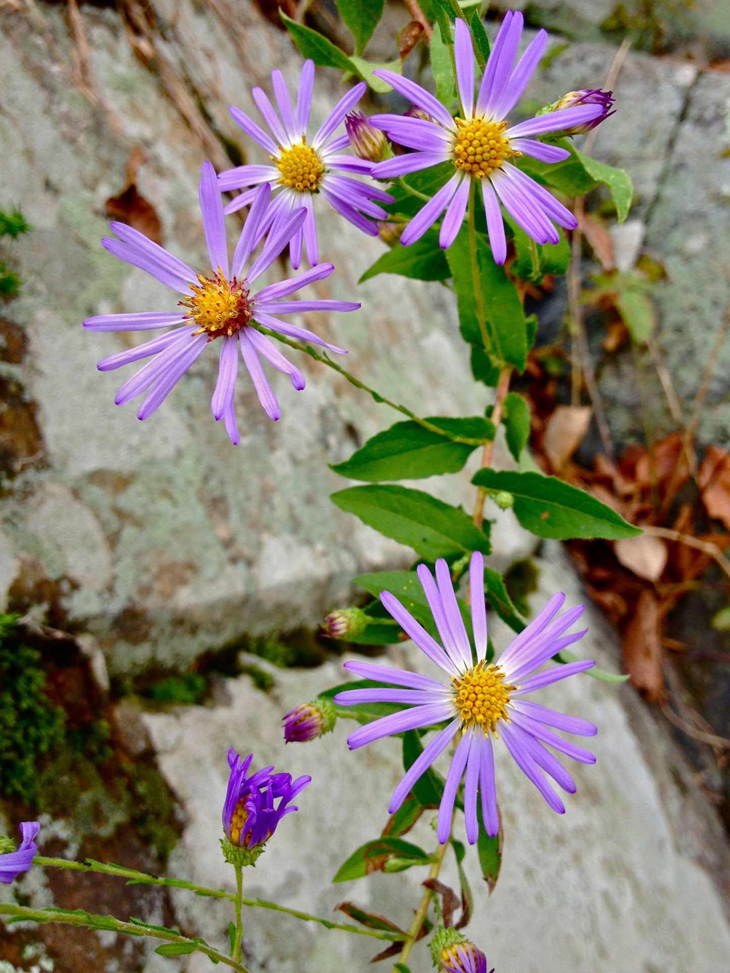 Symphyotrichum patens / Late Purple Aster