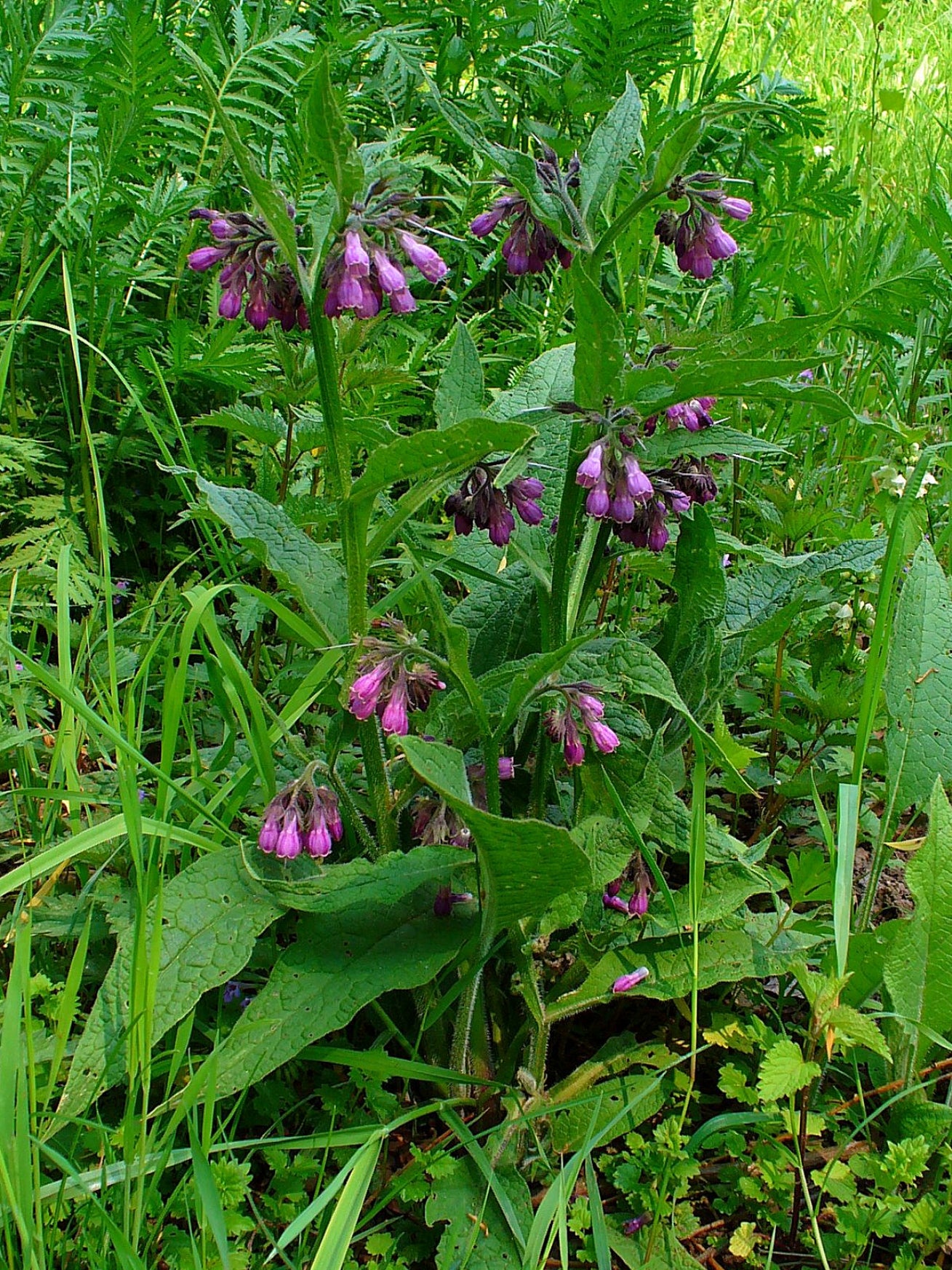 Symphytum officinale / Comfrey