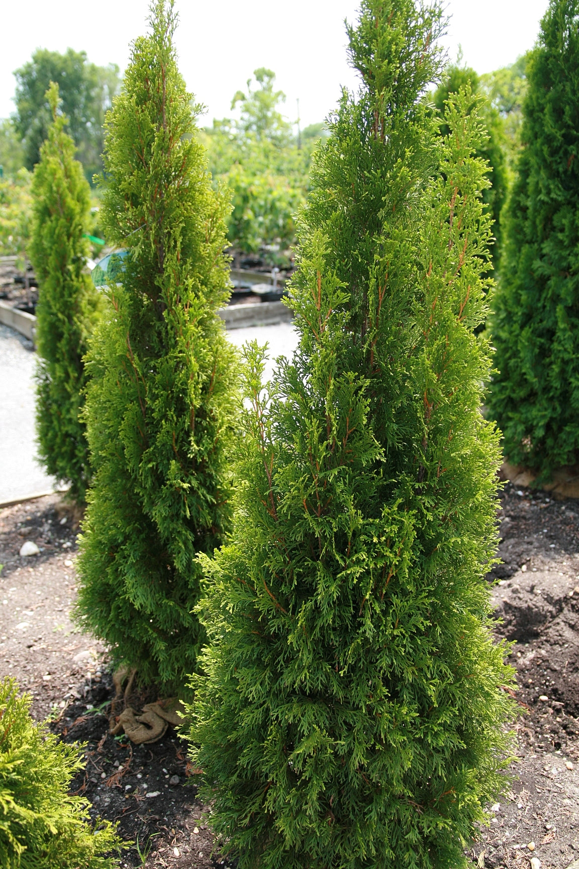 Thuja occidentalis / Northern White Cedar 'Emerald Green'