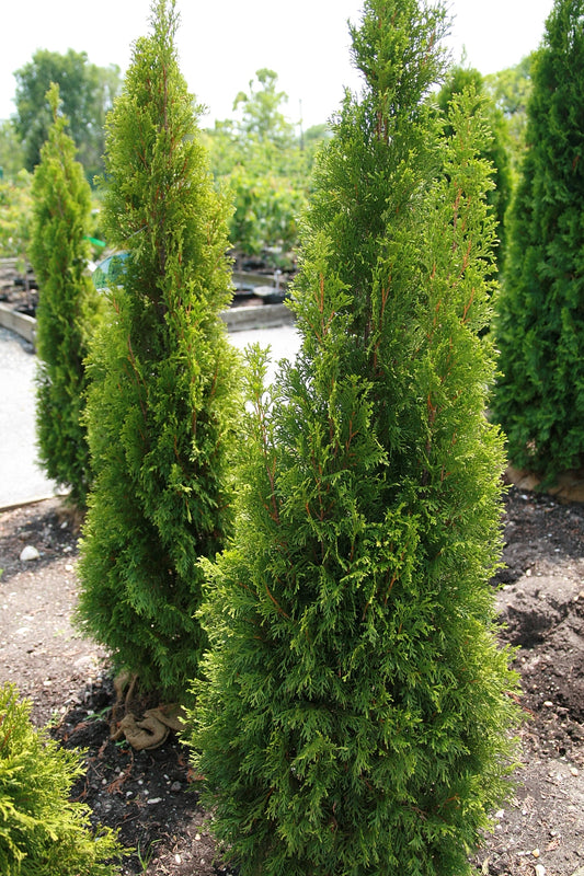 Thuja occidentalis / Northern White Cedar 'Emerald Green'