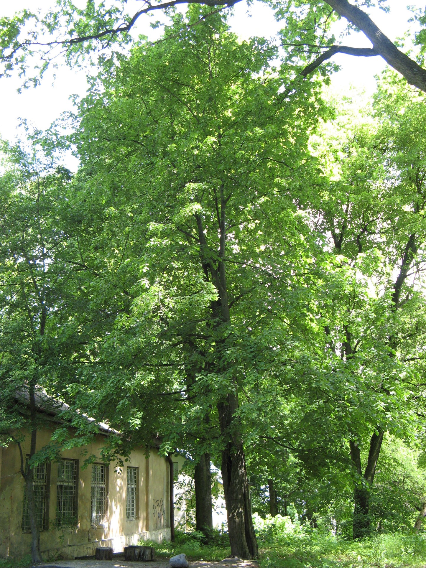 Tilia americana / Basswood