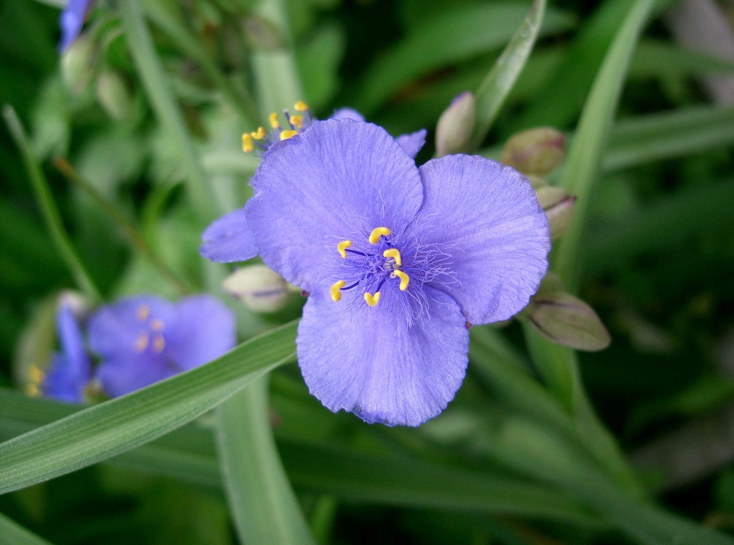 Tradescantia ohiensis / Ohio spiderwort