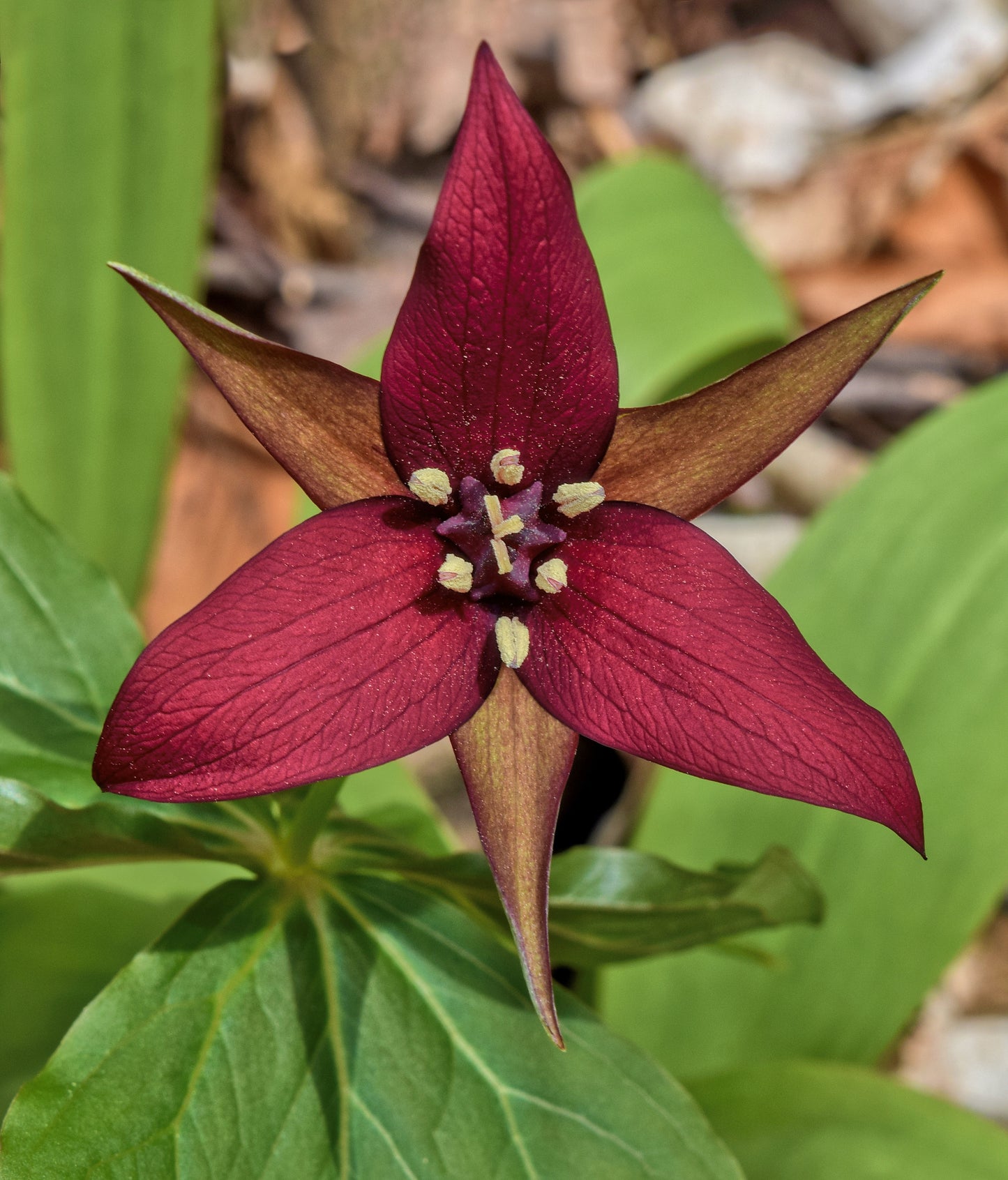 Trillium erectum / Red trillium