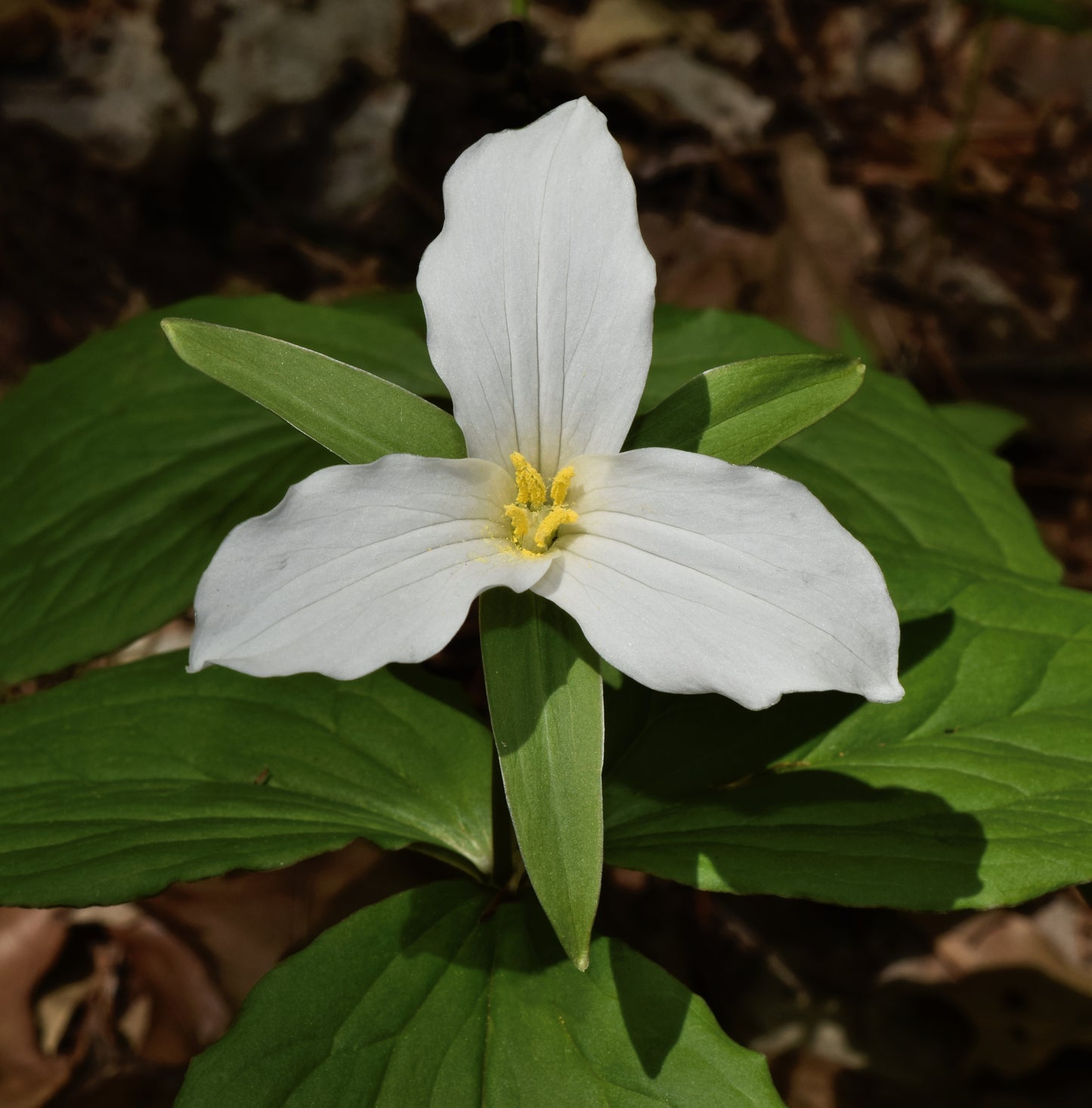 Trillium grandiflorum / White trillium