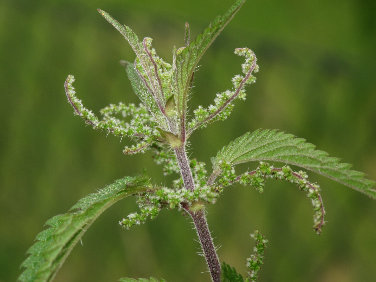 Urtica dioica / Stinging Nettle