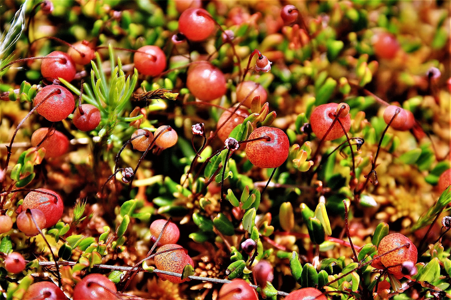 Vaccinium oxycoccos / Bog Cranberry