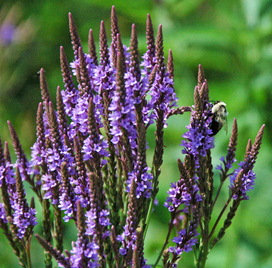 Verbena hastata / Blue Vervain