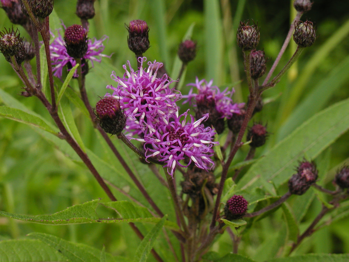 Vernonia noveboracensis / Ironweed