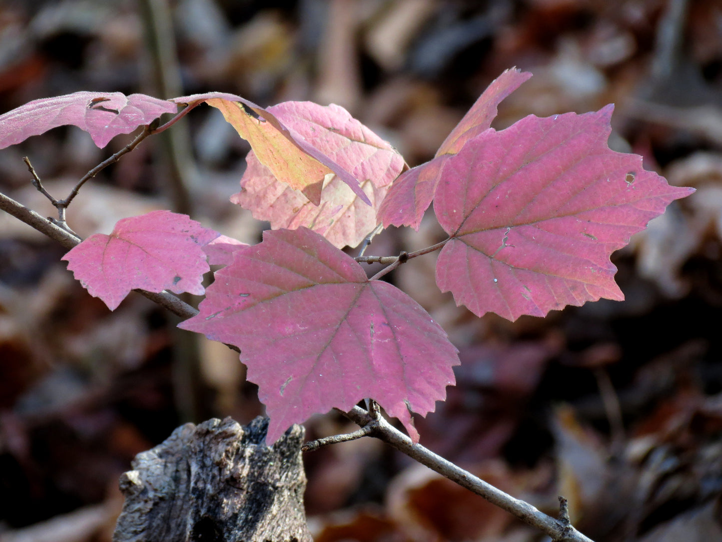 Viburnum acerifolium / Maple-leaf Viburnum