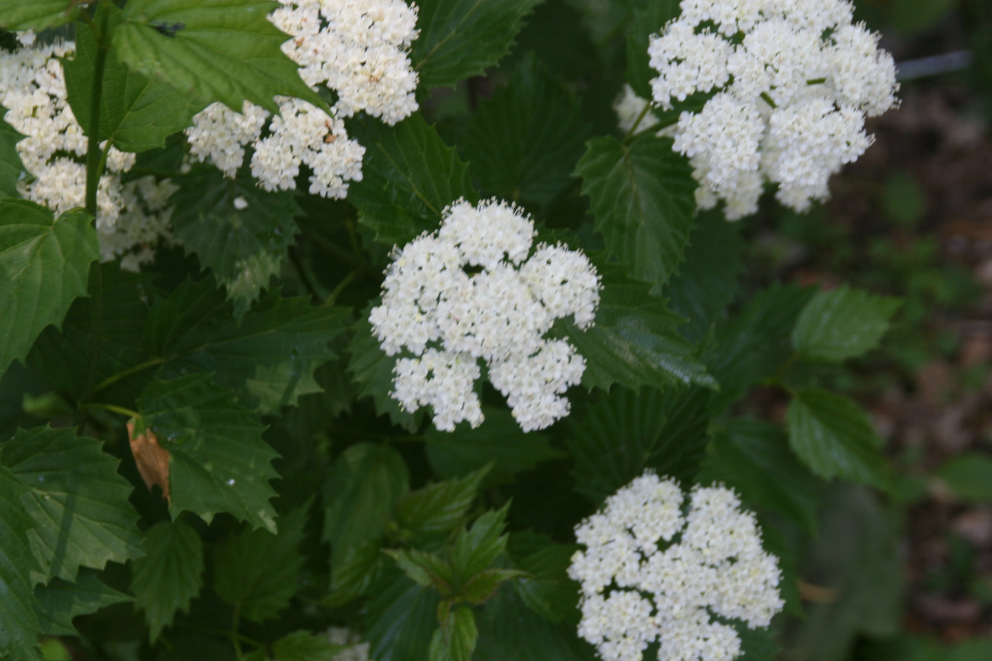 Viburnum dentatum / Arrowwood viburnum