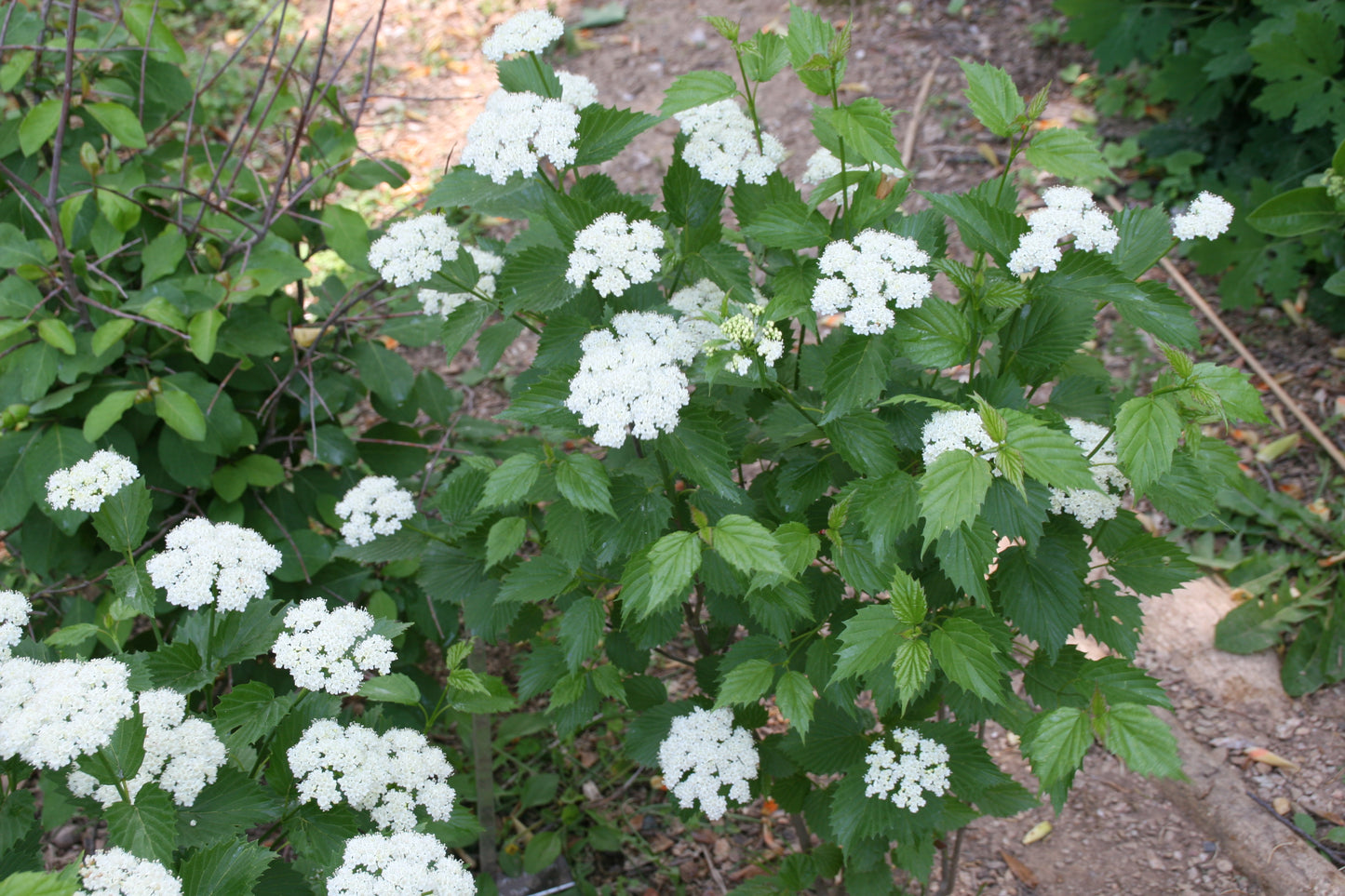 Viburnum dentatum / Arrowwood viburnum