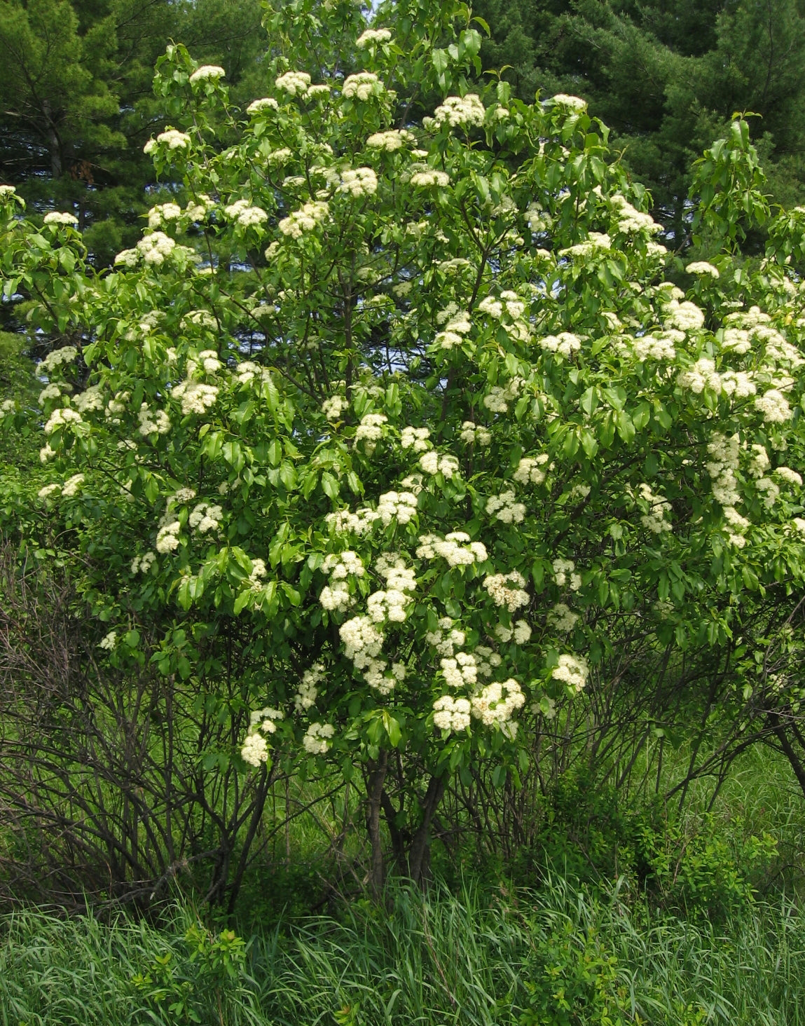 Viburnum lentago / Nannyberry