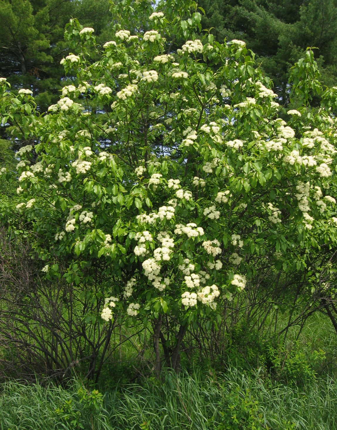 Viburnum lentago / Nannyberry