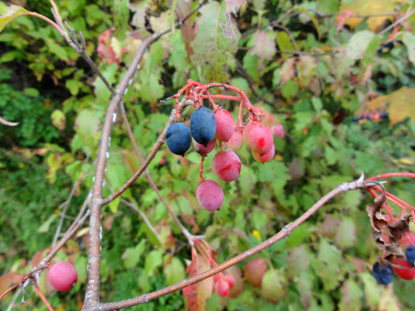 Viburnum lentago / Nannyberry