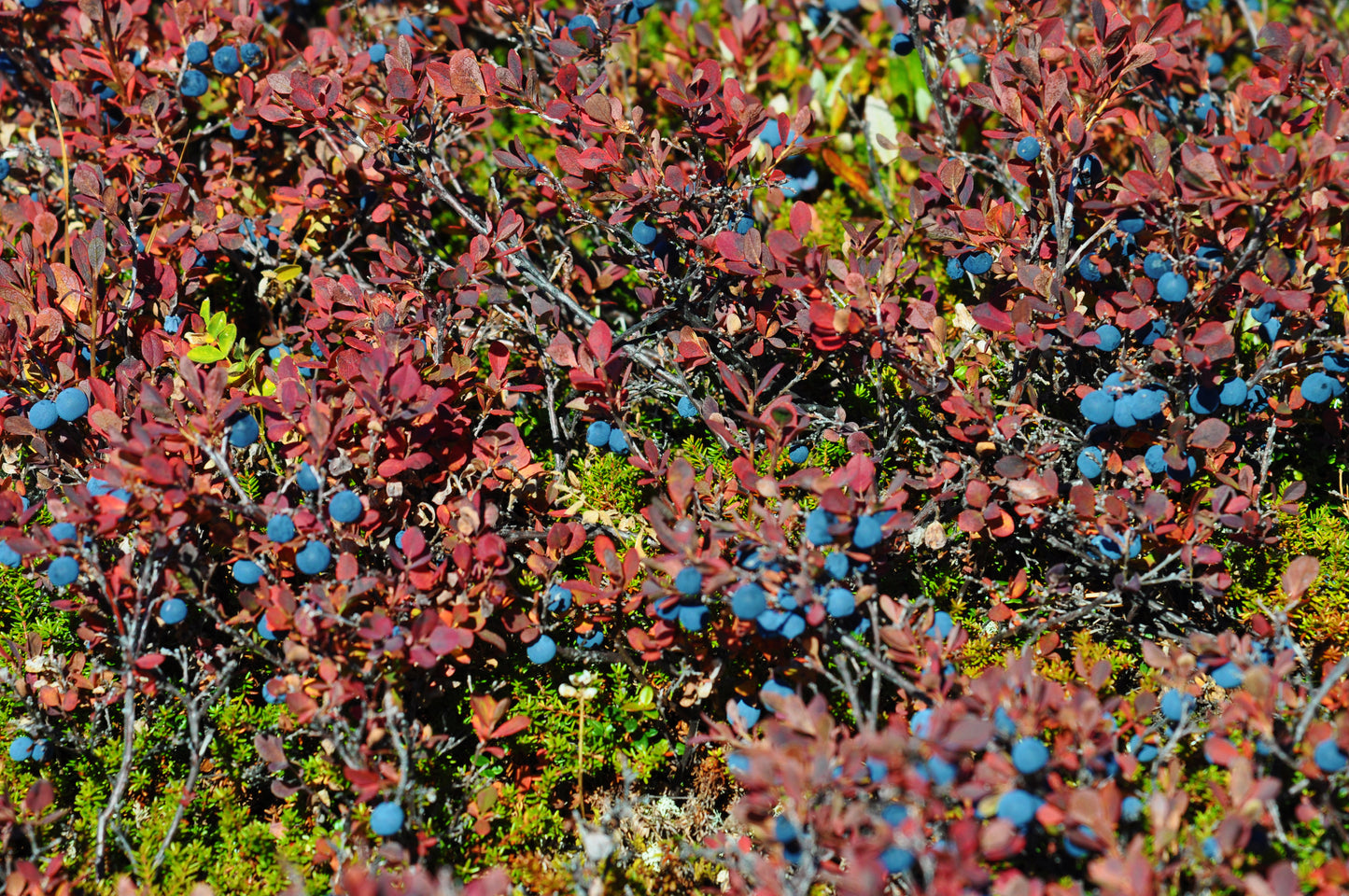 Vaccinium angustifolium / Lowbush Blueberry