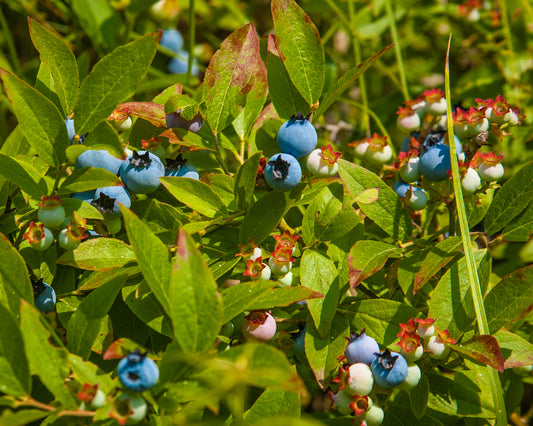 Vaccinium corymbosum / "Blueray" Highbush Blueberry