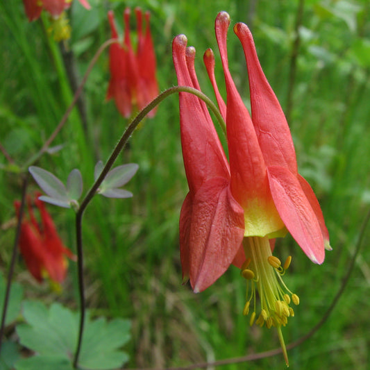 Aquilegia canadensis / Eastern Red Columbine