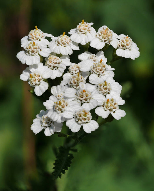 Achillea millefolium / White Yarrow