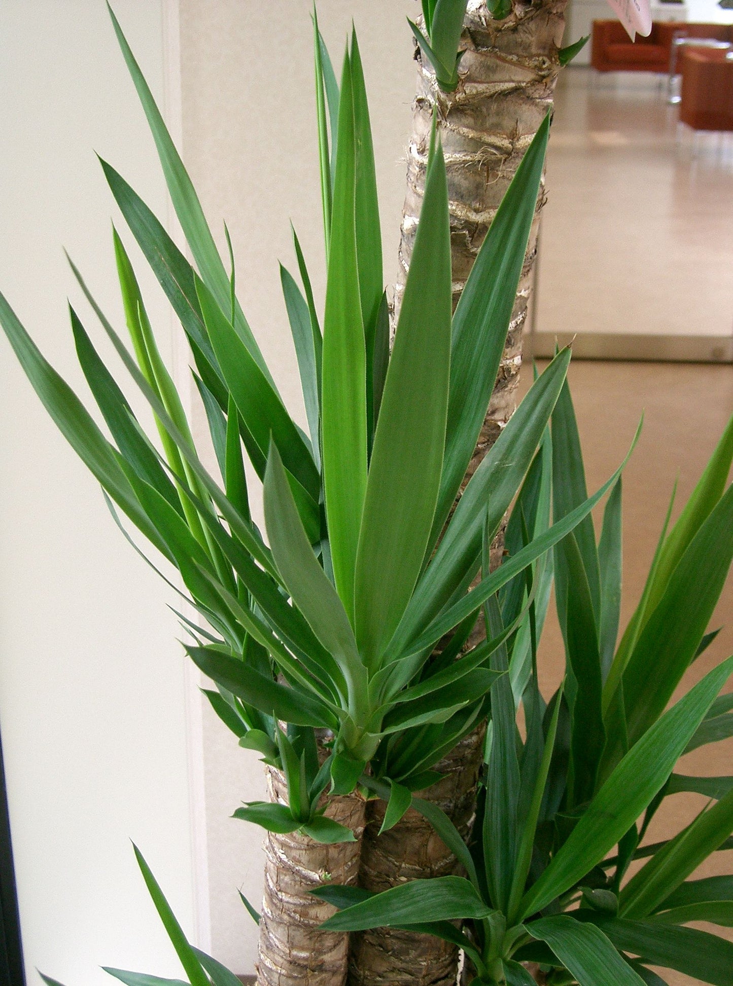 Yucca