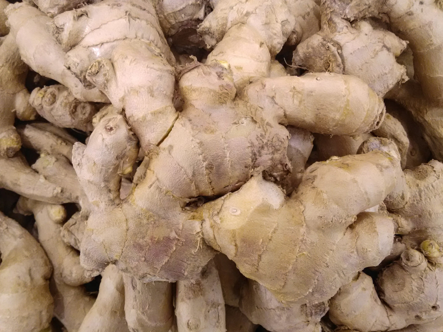 Zingiber officinale / ‘White’ Ginger