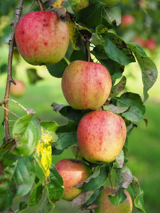Malus domestica / Apple 'Liberty'
